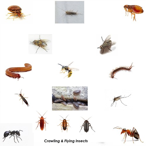 Fleas Room Flea Fogger Bed bug moth fly Killer Bomb Spray - House Treatment - Picture 2 of 11
