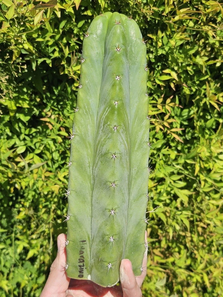 Cactus Clone Rare Collectors Bulk Lot 100cm 🌵  - image 4 of 4