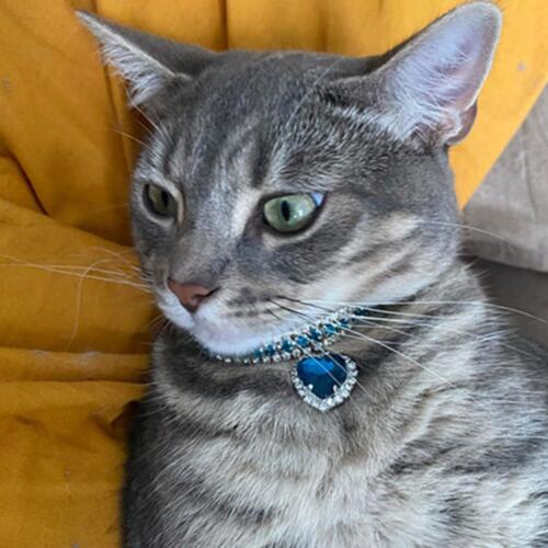 Collar de diamantes de imitación para perro gato cachorro cristal mascotas blingBEST - Imagen 8 de 16
