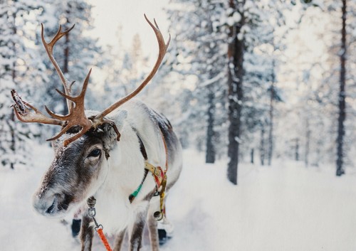 A1| Winter Forest Reindeer Poster Size 60 x 90cm Christmas Poster Gift #16651