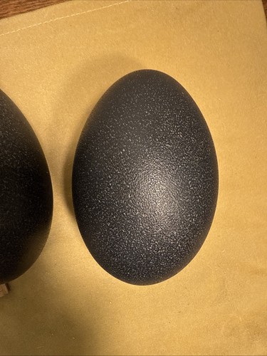 2 Emu Eggs Blown Out Eggshell Shell Crafting Home Decor 5" and 5 1/2" - Picture 8 of 8