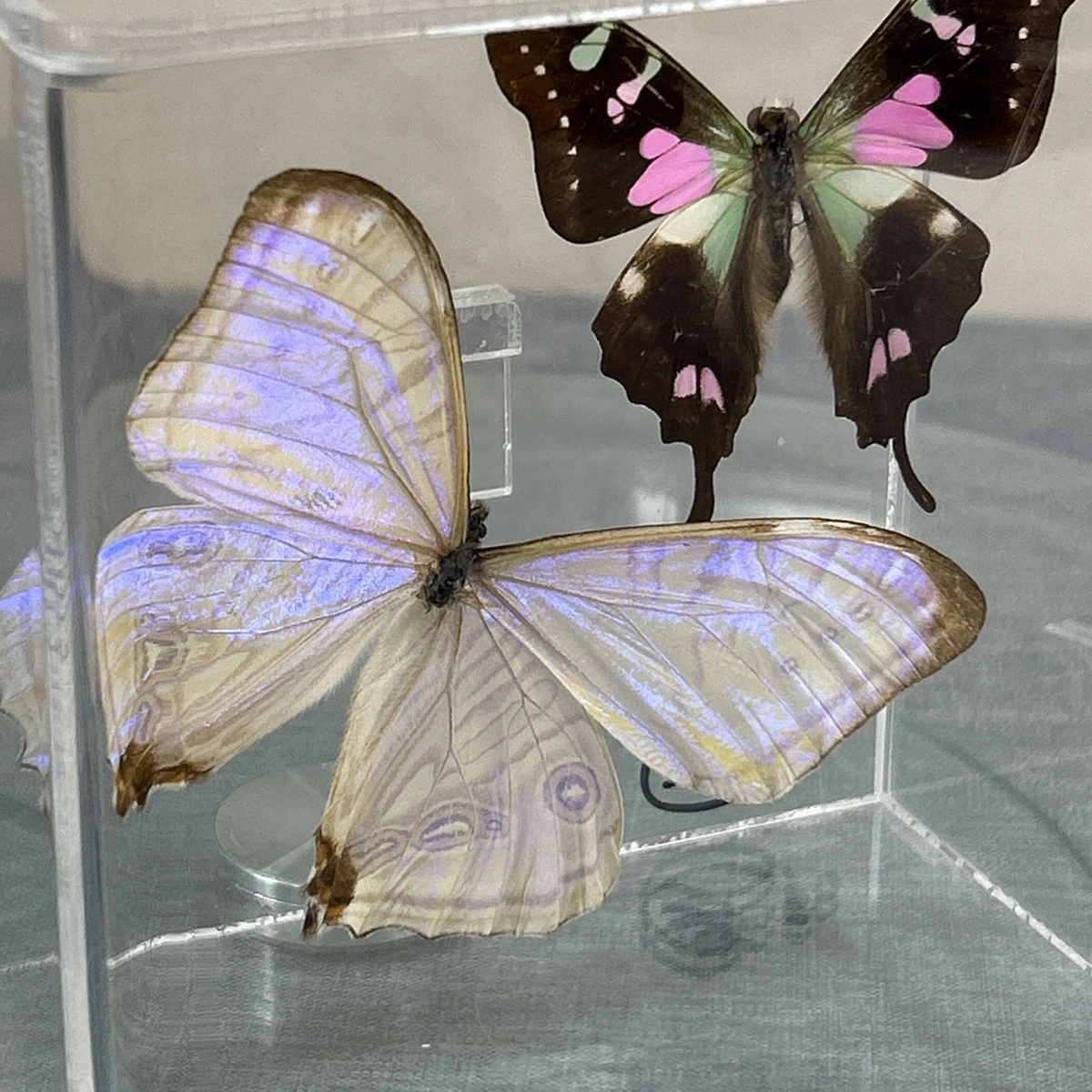 Vintage Butterfly Taxidermy for sale | eBay