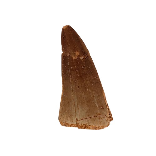 Authentischer Mosasaurier Zahn Fossil aus Marokko 1 Zoll + lange handverlesene Kreidezeit - Bild 7 von 22