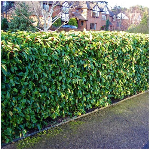 10 Portuguese Laurel Hedging Prunus Lusitanica 10-20cm, Evergreen Hedging Plants - Picture 2 of 11
