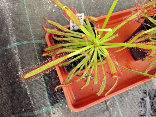 Semillas de Drosera Capensis - Imagen 9 de 25