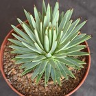 Agave stricta "nana"  PALE-BLUISH FORM ebay-H164