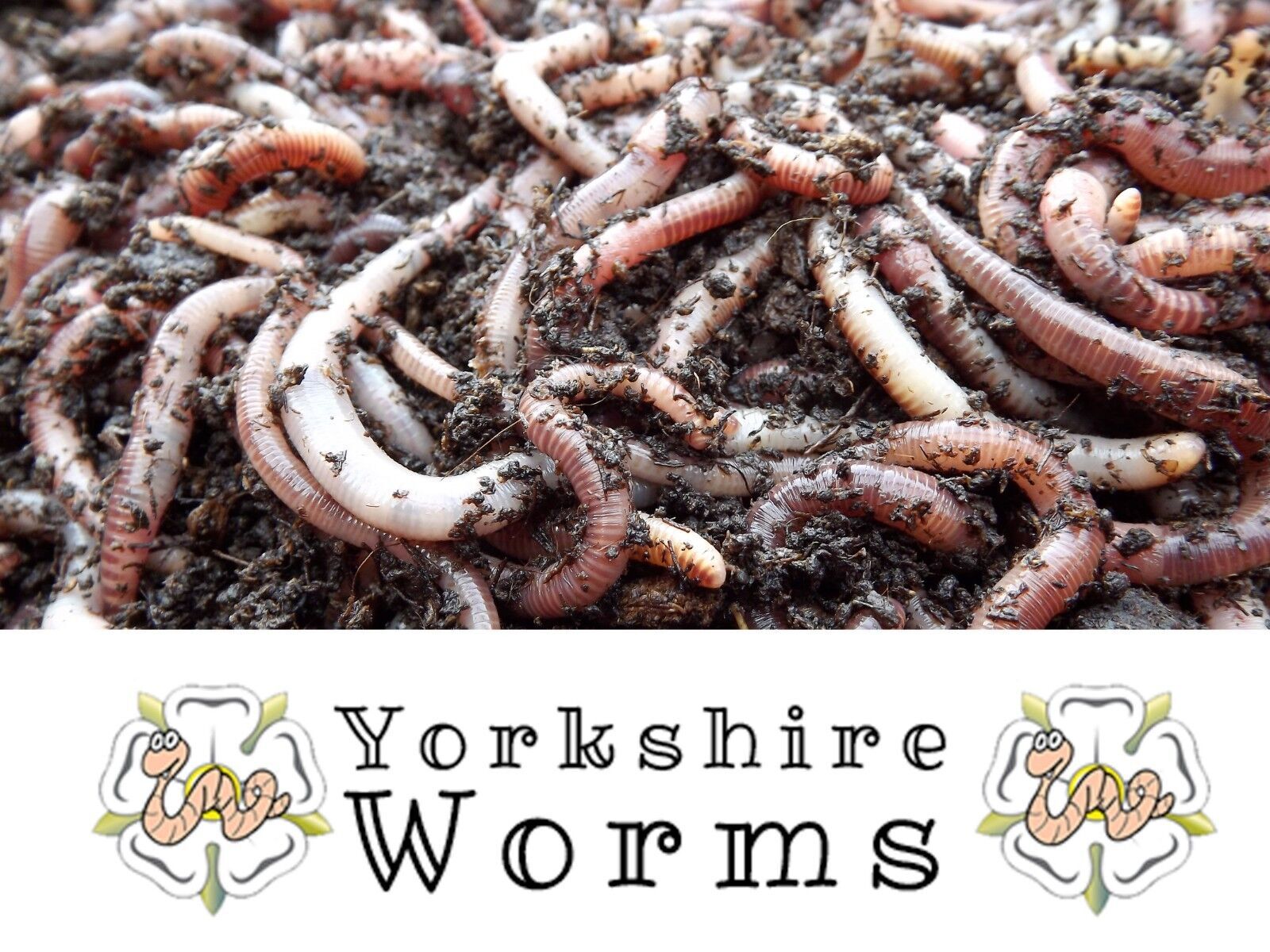 My worms