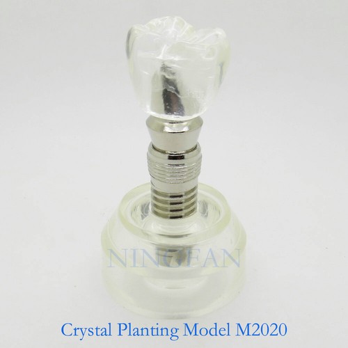 Modelo de implante y restauración de tipodonte dental modelo de demostración práctica de dientes modelo de tipodonte - Imagen 52 de 61