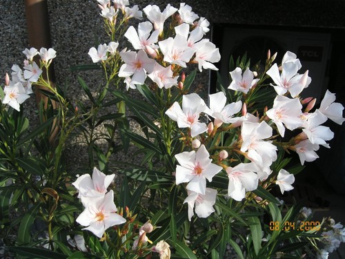 Contax SL300R T* Digital CCD 3.3MP Kyocera Kamera SL 300 R T Vintage Retro OVP ✅ - Bild 14 von 14