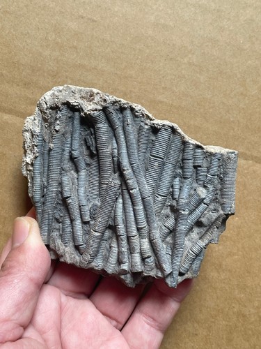 240g Trias Natur Crinoid Präparat Geologisches Gestein - Bild 10 von 23