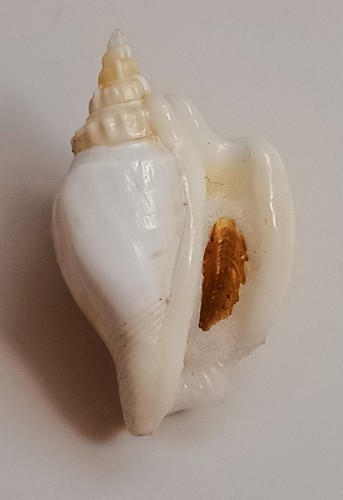 Muschel Strombus plicatus 27mm, Edelstein, schöne Form, perfekt - Bild 2 von 6