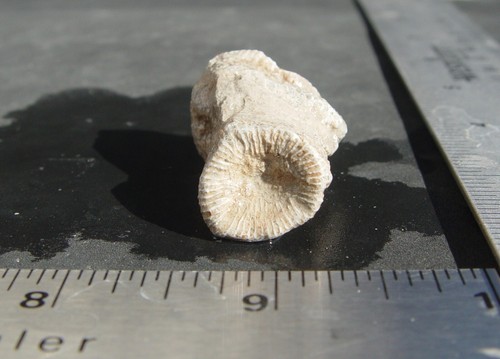 Muestra de coral cuerno fósil 1333 - Imagen 7 de 8