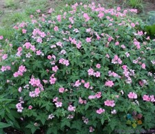 25 Wageningen Geranium Seeds for Garden Planting - USA - FREE SHIPPING 