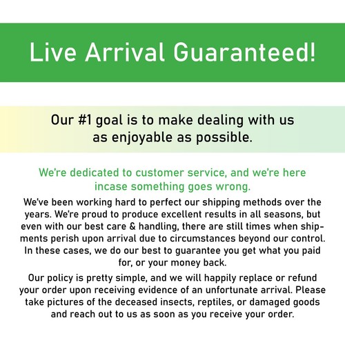 Cubaris sp. "Red Pak Chong" Isopods - Exo-Morphs - Live Arrival - Picture 2 of 6