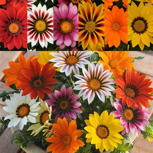1 Pack/100pcs Gazania Rigens Seeds Spring Sowing Garden Potted Flower Seeds - Picture 4 of 18