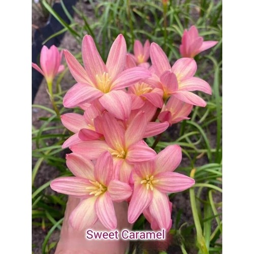 1 bulb AUTHENTIC Rain Lily Zephyranthes 70-150mm size (130 varieties) page 3 - Picture 44 of 49