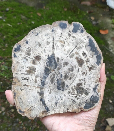 1978g BEAUTIFULL Polished resin Green Jasper Slice Fossil - Picture 3 of 4
