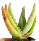 Aloe petricola clone from South of Krokodilpoort (ex Specks) 8-20cm -