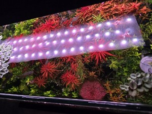 Aquatic Plant Pack 25 Stems