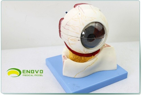 Eye-8parts 5:1 Siz Structure of human eyeball Medical Teaching Anatomical Model - Picture 3 of 12