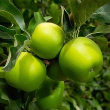 6 1free Green Apple Seeds Fruit Tree Organic USA Homegrown heirloom Edibles