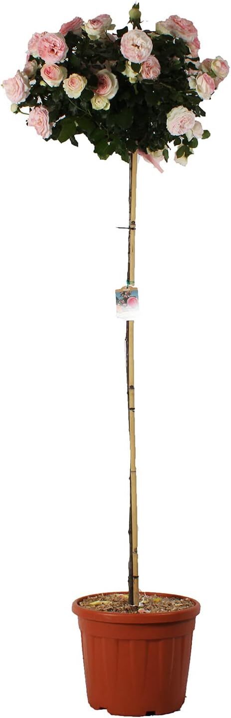 Foto 1 di 4