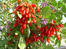 Lycium Barbarum .5 Half Gram of Seeds, Goji Berry Wolfberry Fruit Vining Shrub