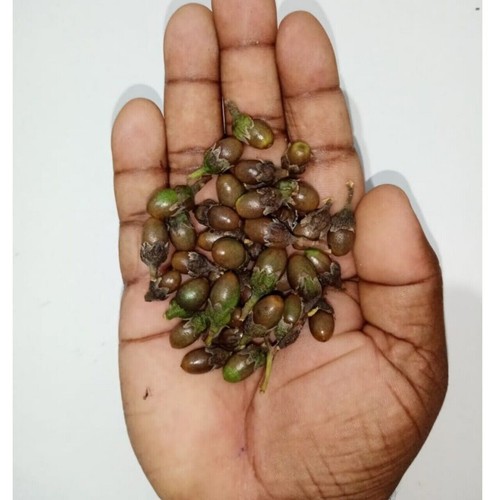 25 Cinnamon Tree Seeds (Cinnamomum verum) Fast Kuwait Ubuy