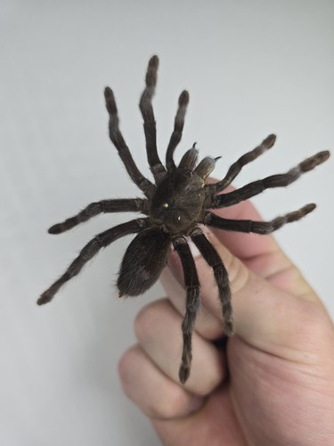 Selenocosmia javanensis. A1 Set Trantular. Echte riesige Spinne. Aufstrich. Indonesien.