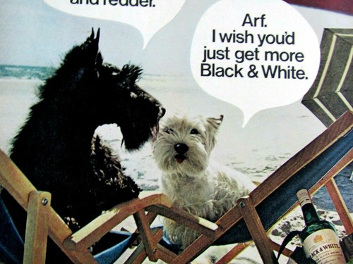 Black & White Scotch Vintage 1974 Redder & Redder Original Print Ad 8.5 x 11" - Imagen 5 de 8