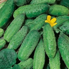 Cucumber Aladdin F1 , Cucumber seeds, organic seeds, 0,5 g - #225