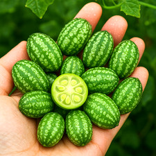 50 CUCAMELON SEEDS    MEXICAN SOUR GHERKIN  HEAT-LOVING  FREE SHIPPING