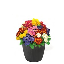 Blumentopf Übertopf Rund – 7 Größen, 11  Farben – Modern & Dekorativ