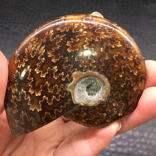 Rare Natural Conch Ammonite Fossil Hand Carved Crystal Quartz Conch Decorate 1Pc - Picture 8 of 16