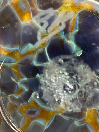 Gartner Blade Handblown Glass Ikebana Bowl w/ Flower Frog, Artist Signed, 5.5" - Picture 3 of 7