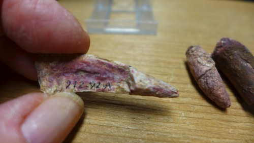 GEOLOGICAL ENTERPRISES Triassic fossil Phytosaur lot of four teeth Texas - Picture 3 of 9