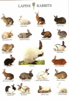 Philippines Kinds Of Rabbit Breeds Breeds Of Rabbits Wall Print