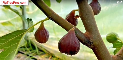 3 Black Malta Fig Trees: 3 Healthy Cultivar 9"-14" H. & 6"-9" W. Ficus Carica - Picture 7 of 7