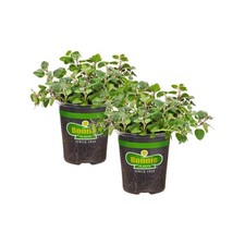 19 oz. Greek Oregano Herb Plant 2-Pack