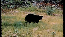 Postcard Black Bear in Grassy Field, Vancouver, B.C.
