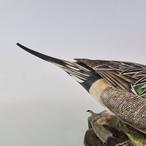 Royal Worcester Figure American Pintail Duck By Ronald Von Ruyckevelt A/F - 第 9/18 張圖片