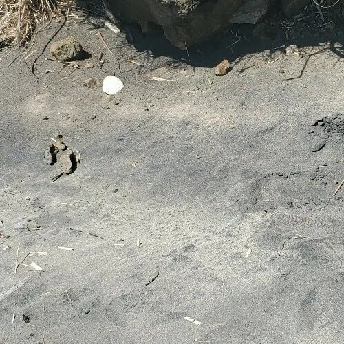 15 Lb. Pure Magnetic Black Sand Gold Paydirt find Gold Dust Beach Deposit