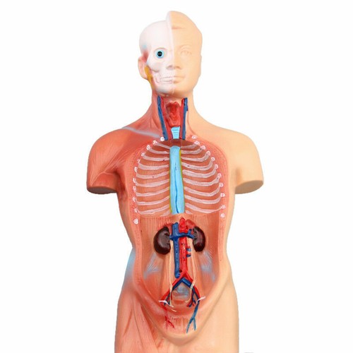28cm Unisex-Torso Anatomie Modell PVC Menschlicher Körper Anatomie mit 15 Teile - Bild 12 von 12
