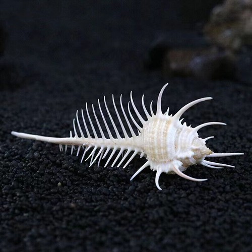 2 pezzi conchiglia Murex Pecten conchiglia corallo mare lumaca pesce serbatoio ornamento decorazione casa regalo - Foto 17 di 21