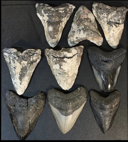 Authentischer großer Megalodon Zähne Haizahn Set x 9 keine Restauration Fossil