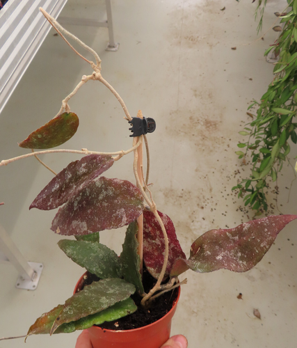 Hoya caudata Nr 5 20.3
