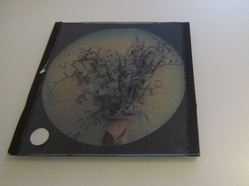 Linterna Mágica de Vidrio Slide FLORES EN JARRÓN Nº4 C1900 PLANTAS FOTO PLANTAS - Imagen 2 de 2