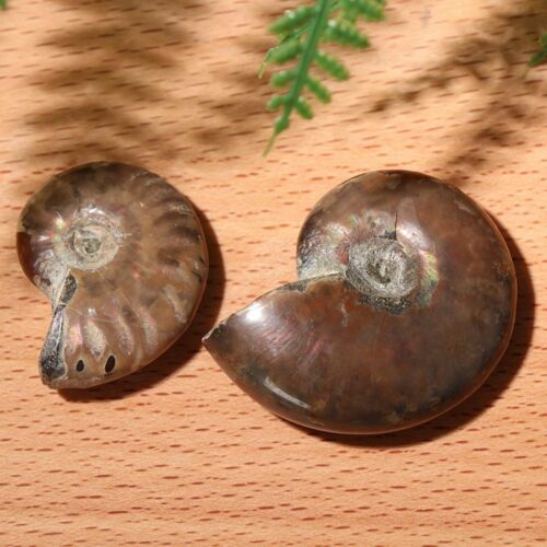 1pcs Specimen Fossil Ammolite Facet Madagascar Stone Natural Iridescent Ammonite - Picture 7 of 10