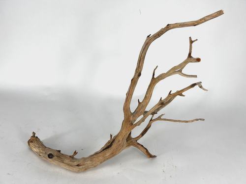 Großes Treibholz Manzanita 24" Aquascape Aquarium Terrarium Reptil Wohndeko - Bild 7 von 24