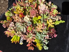 20 Beautiful, Colorful & Healthy Succulent Cuttings! 20 Varieties FREE SHIP